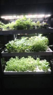 Умная теплица  "Дюймовочка" настольная Greenbar для выращивания цветов, ягод и пряных трав | учебное оборудование на nsppo.ru - 5 Умная теплица  "Дюймовочка" настольная Greenbar для выращивания цветов, ягод и пряных трав – портал поставщиков НСППО - 6